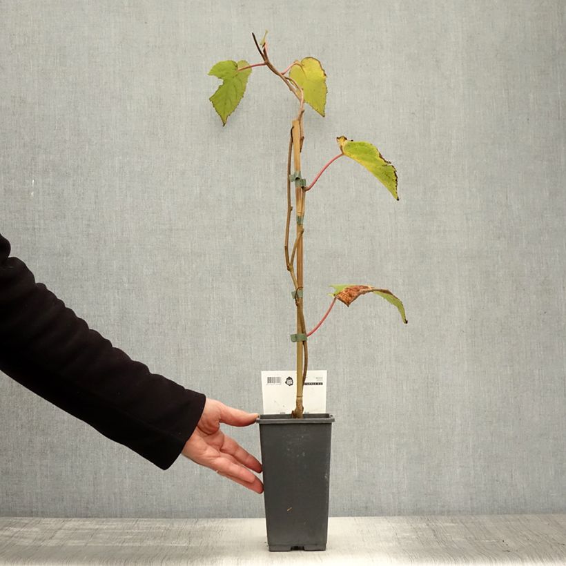 Ejemplar de Kiwi Bruno (Hembra) - Actinidia chinensis Maceta 1,5L/2L entregado en otoño