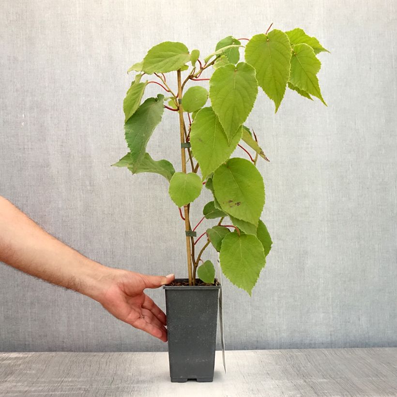 Ejemplar de Kiwi Bruno (Hembra) - Actinidia chinensis Maceta 1,5L/2LAltura de entrega aprox. 30/40cm entregado en verano