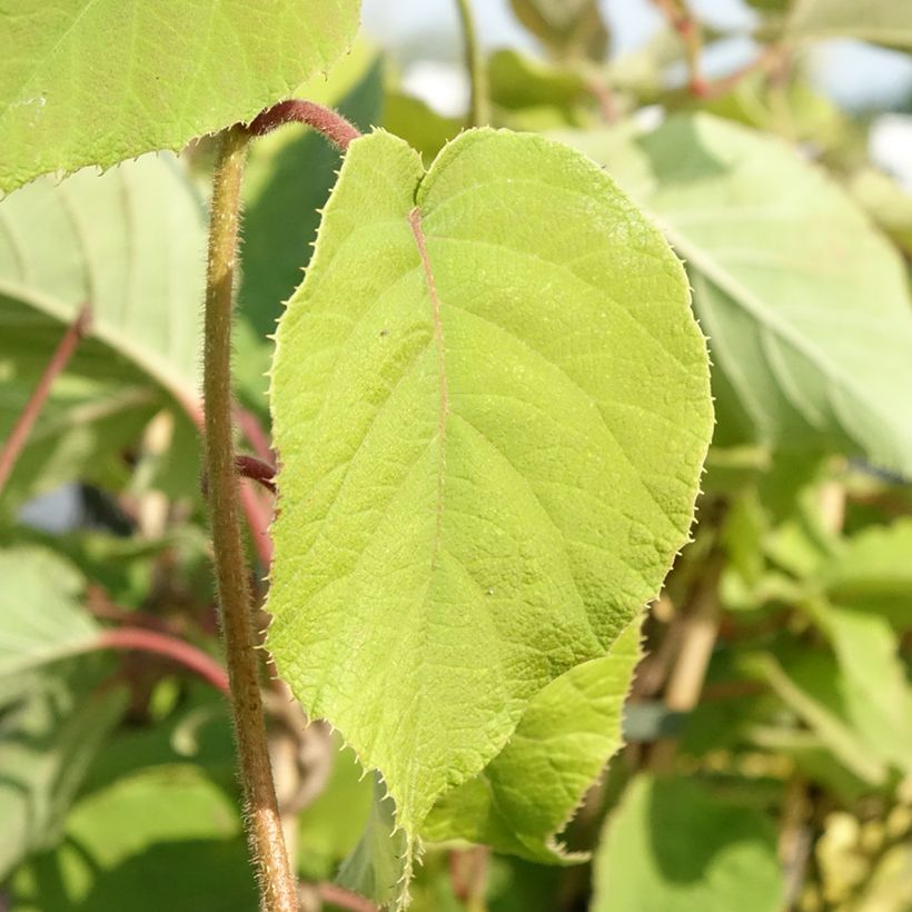 Kiwi Bruno (Hembra) - Actinidia chinensis (Follaje)