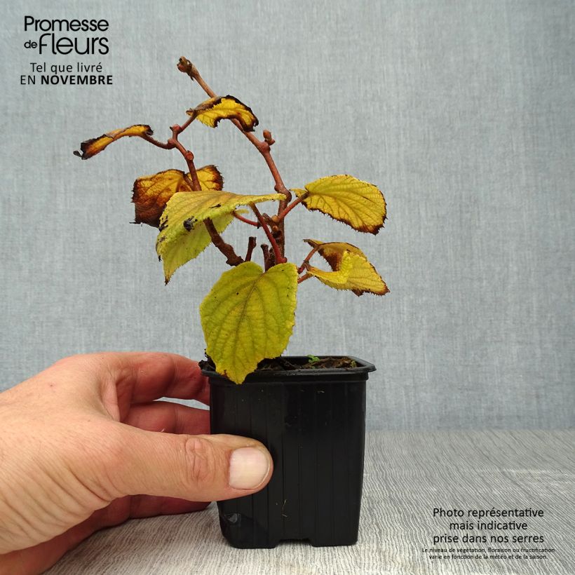 Ejemplar de Kiwi Monty - Actinidia deliciosa Maceta de 8/9 cm entregado en otoño