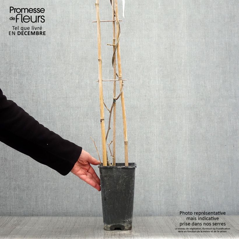 Ejemplar de Kiwi Monty - Actinidia deliciosa Maceta 2L/3L entregado en otoño