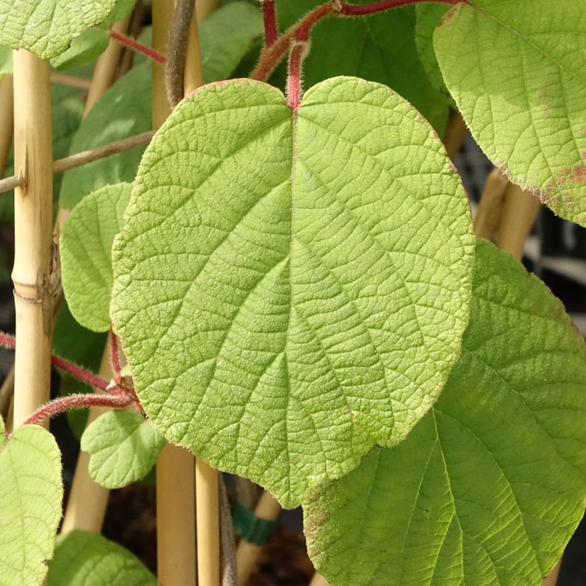 Kiwi Monty - Actinidia deliciosa (Follaje)