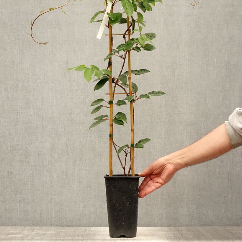 Ejemplar de Kiwi Hayward - Actinidia deliciosa Maceta 1,5L/2LAltura de entrega aprox. 30/40cm entregado en verano