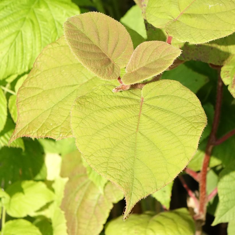 Kiwi Hayward Bio - Actinidia deliciosa (Follaje)