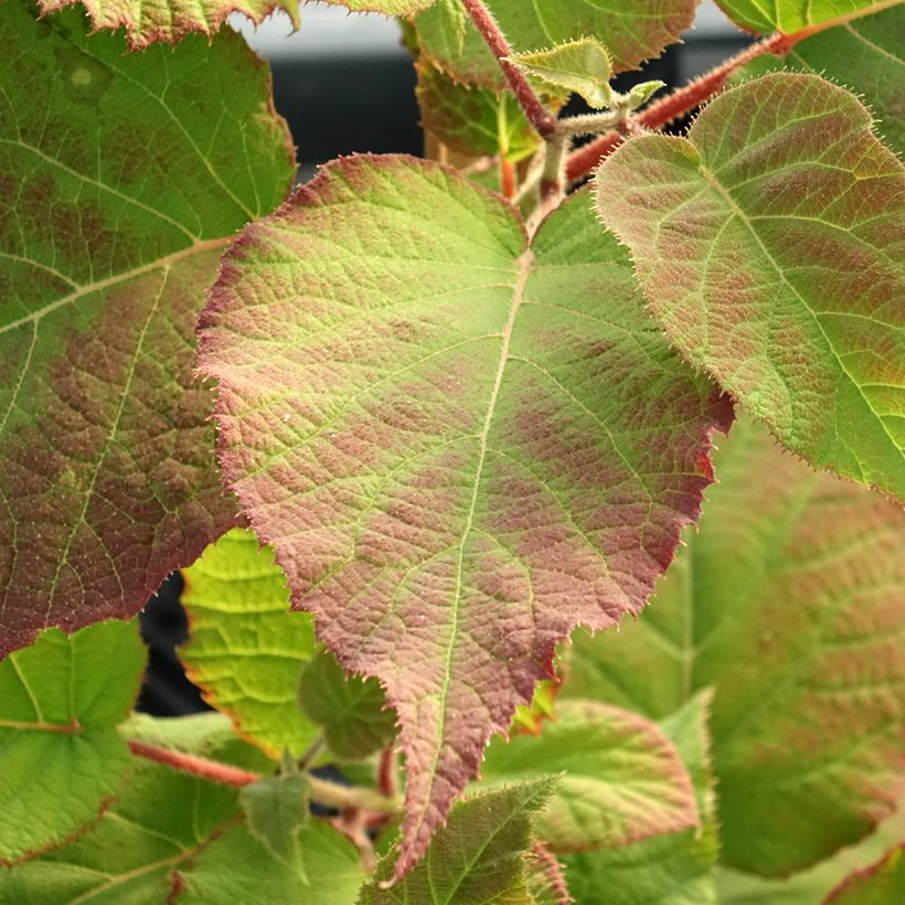 Kiwi kiw'Happy Hembra - Actinidia deliciosa (Follaje)