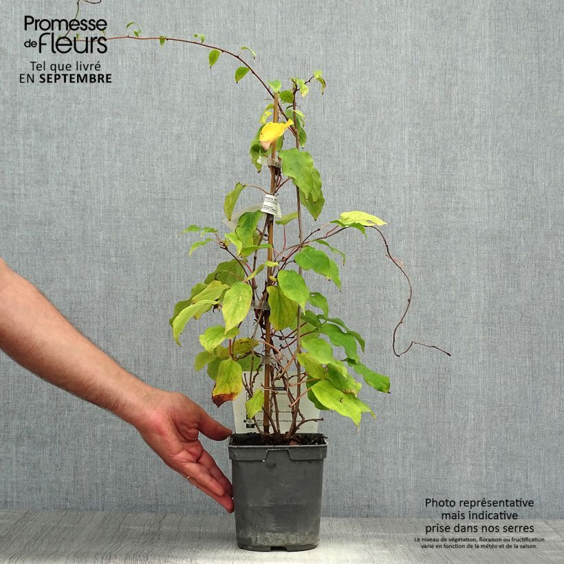 Ejemplar de Mini kiwi Prince Jumbo - Actinidia arguta Maceta 1,5L/2L entregado en otoño