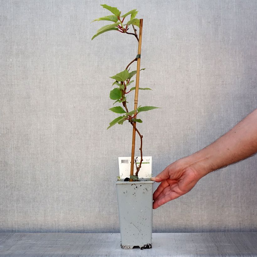 Ejemplar de Mini kiwi Red Jumbo - Actinidia arguta Maceta 1,5L/2LAltura de entrega aprox. 30/40cm entregado en verano