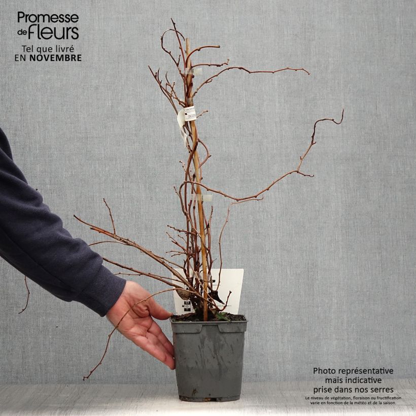 Ejemplar de Mini kiwi Red Jumbo - Actinidia arguta Maceta 1,5L/2L entregado en otoño