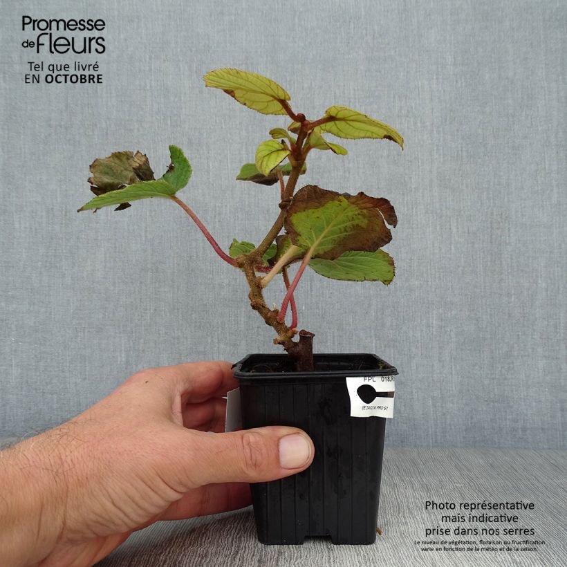 Ejemplar de Kiwi Solissimo - Actinidia chinensis Maceta de 8/9 cm entregado en otoño