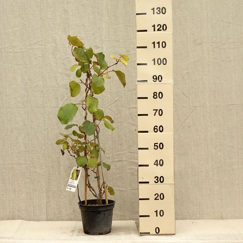 Ejemplar de Kiwi Solissimo - Actinidia chinensis Maceta 4L/5L entregado en otoño