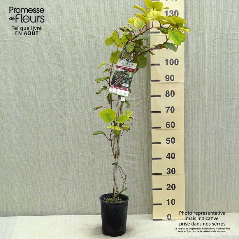Ejemplar de Kiwi Solissimo - Actinidia chinensis Maceta 4L/5LAltura de entrega aprox. 80/100cm entregado en verano