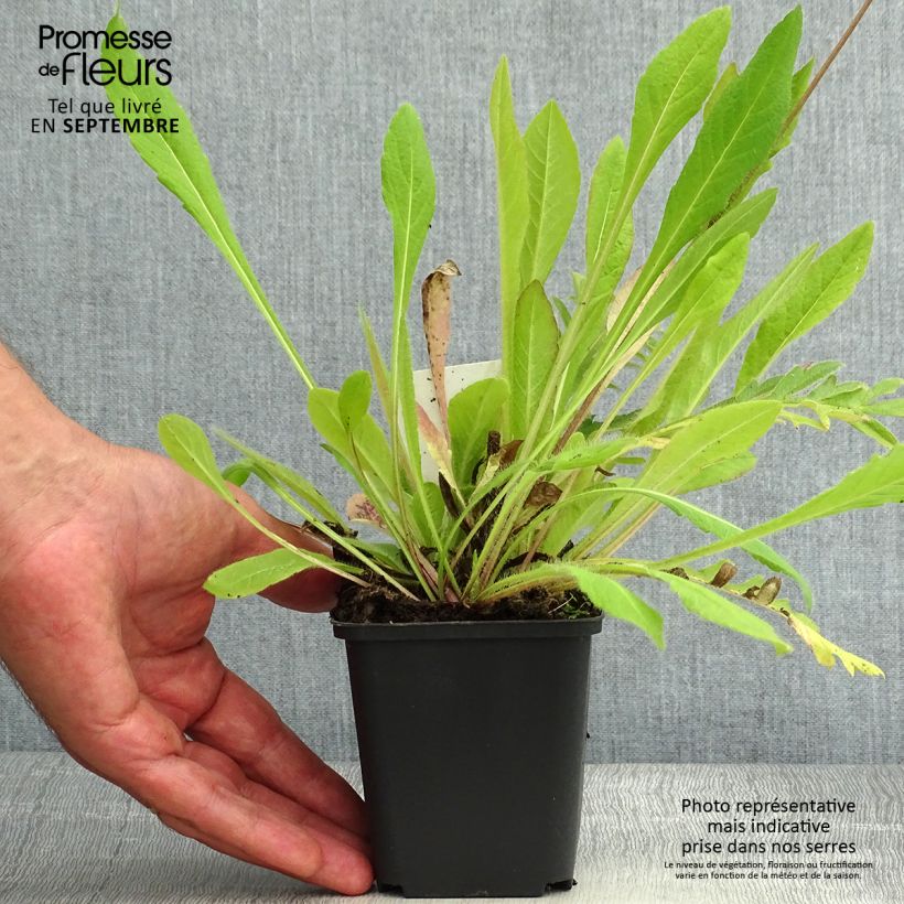 Ejemplar de Knautia arvensis - Escabiosa Maceta de 8/9 cm entregado en verano