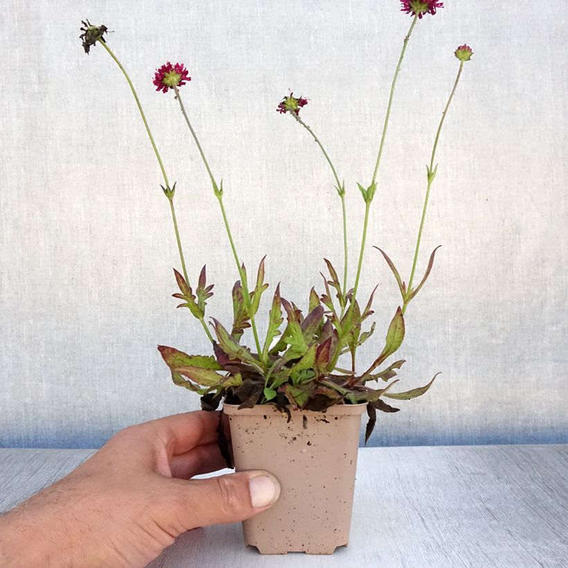 Ejemplar de Knautia macedonia Mars Midget - Escabiosa macedonia Maceta de 8/9 cm entregado en verano