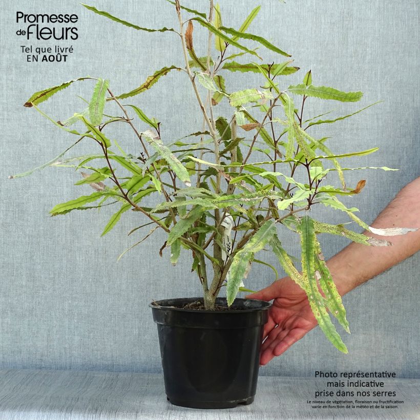 Ejemplar de Knightia excelsa - Rewarewa Maceta 3L/4L entregado en verano