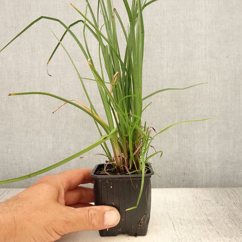 Ejemplar de Kniphofia Bees Lemon Maceta de 8/9 cm entregado en verano