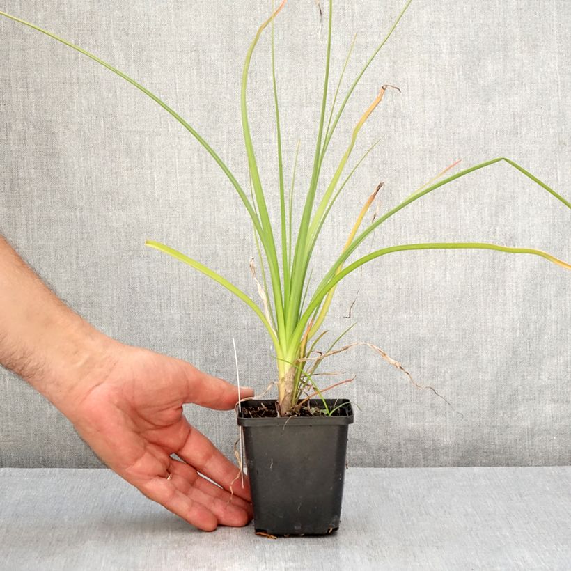 Ejemplar de Kniphofia Green Jade Maceta de 8/9 cm entregado en verano