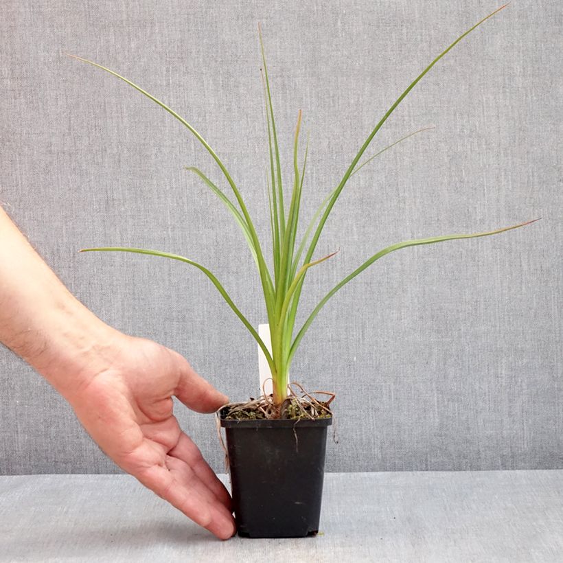 Kniphofia Green Jade - Tritoma vert pomme et crème Godet de 9cm Ejemplar entregado en la primavera