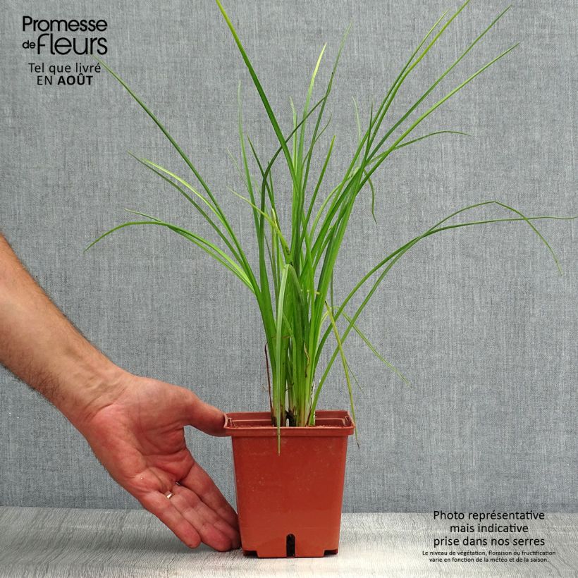 Ejemplar de Kniphofia Mango Popsicle Maceta 1L/1,5L entregado en verano