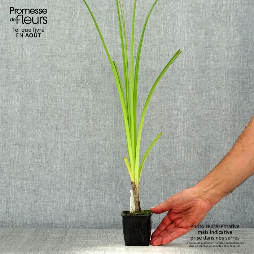 Ejemplar de Kniphofia rooperi - Tritoma jaune-orangé doux Godet de 8 cm entregado en verano