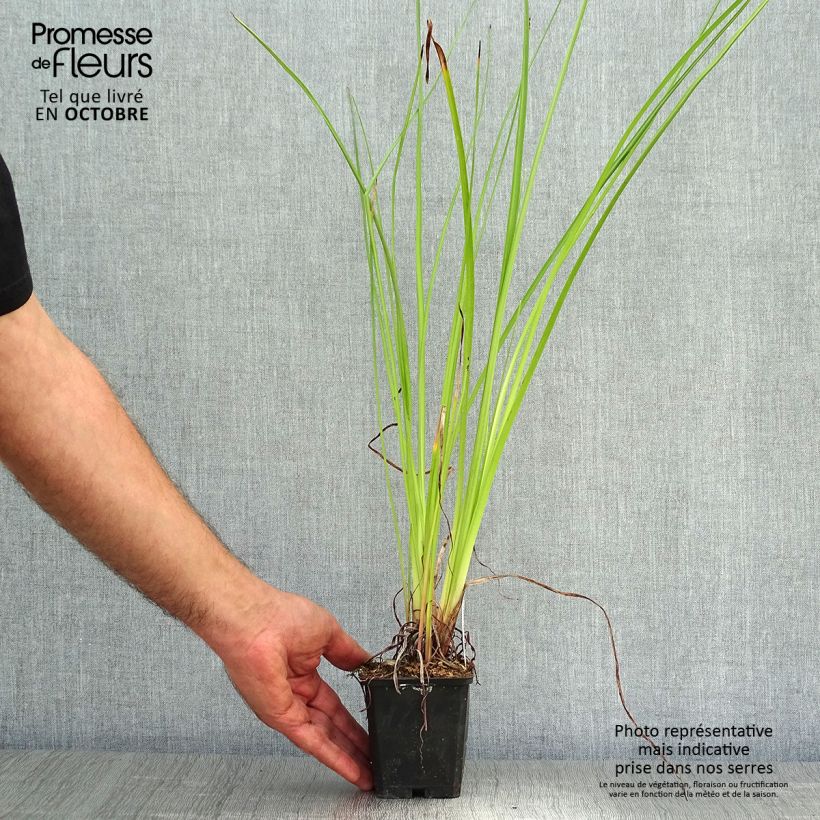 Ejemplar de Kniphofia Wrexham Buttercup Maceta de 8/9 cm entregado en otoño