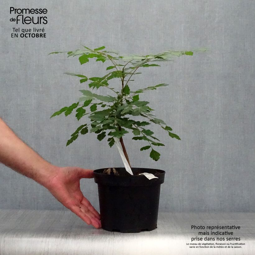 Ejemplar de Koelreuteria paniculata - Jabonero de la China Maceta 3L/4L entregado en otoño