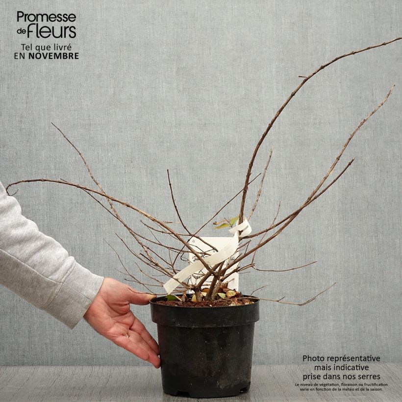 Ejemplar de Kolkwitzia amabilis - Arbusto de la belleza Maceta 3L/4L entregado en otoño