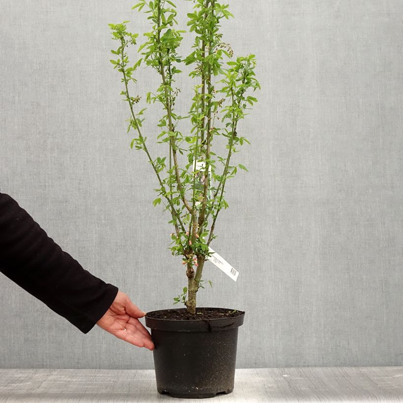Laburnocytisus adamii - Cytise d'Adam Pot de 4L/5L Ejemplar entregado en la primavera