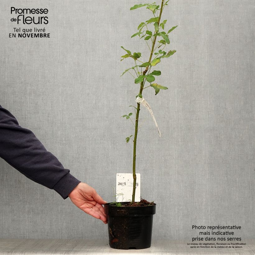 Ejemplar de Laburnum anagyroides Maceta 2L/3L entregado en otoño