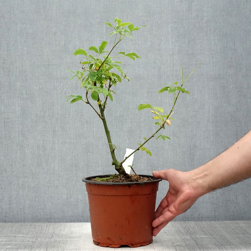 Ejemplar de Laburnum watereri Vossii Maceta 3L/4L entregado en verano