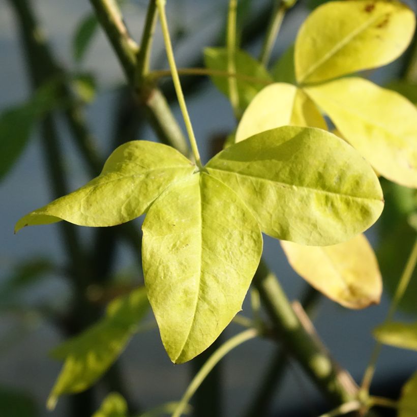 Laburnum watereri Vossii (Follaje)
