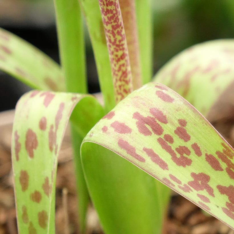 Lachenalia African Beauty Rupert (Follaje)