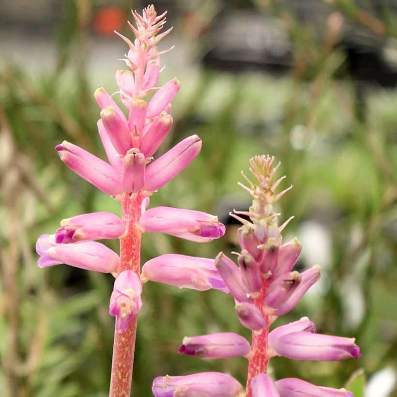 Lachenalia African Beauty Rupert (Floración)