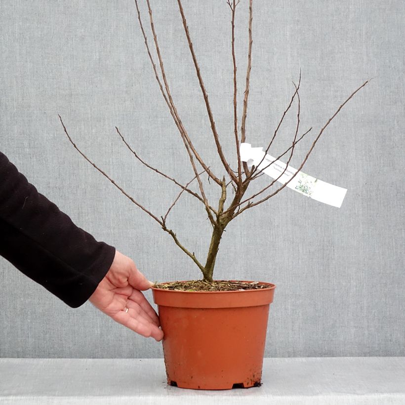 Lagerstroemia Enduring White - Lagerstroemia indica Maceta 3L/4LAltura de entrega aprox. 60/80cm Ejemplar entregado en la primavera