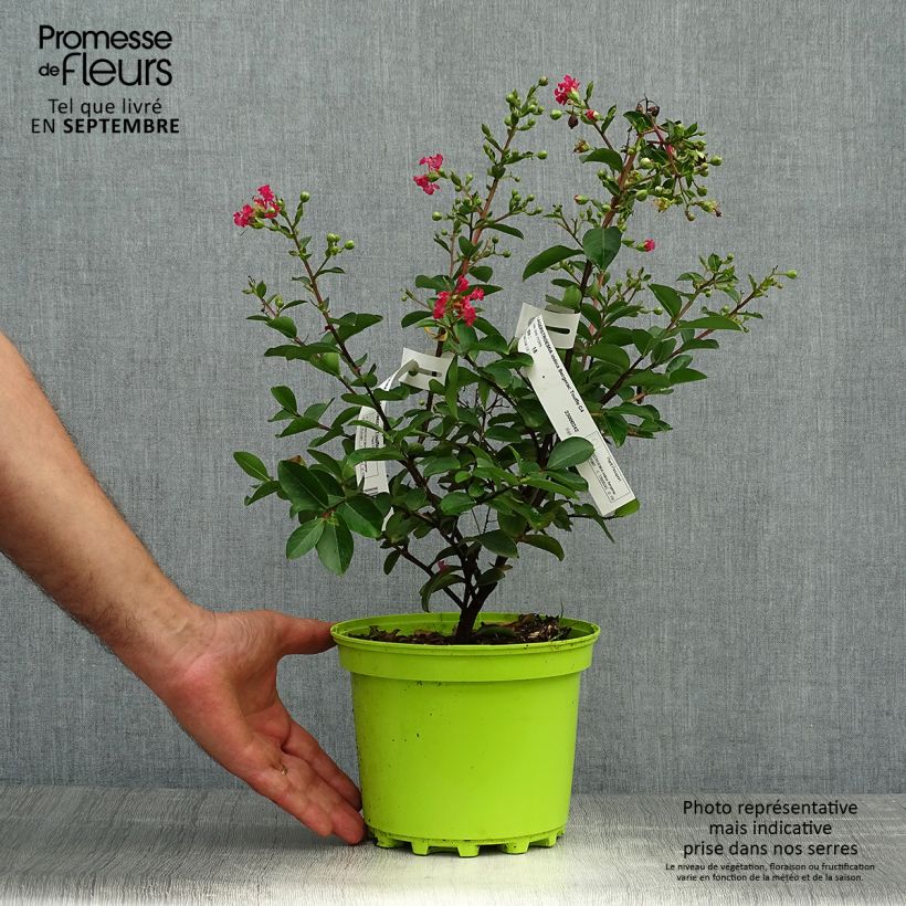 Ejemplar de Árbol de Júpiter Bergerac - Lagerstroemia indica Maceta 3L/4L entregado en otoño