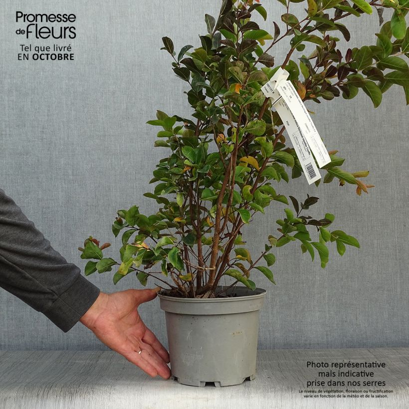 Ejemplar de Árbol de Júpiter Berlingot Menthe - Lagerstroemia indica Maceta 3L/4L entregado en otoño