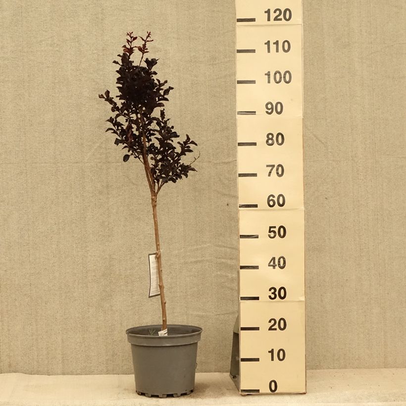 Ejemplar de Árbol de Júpiter Black Diamond Lavender Lace - Lagerstroemia indica Maceta 7,5L/10LAltura de entrega aprox. 100+cm entregado en verano