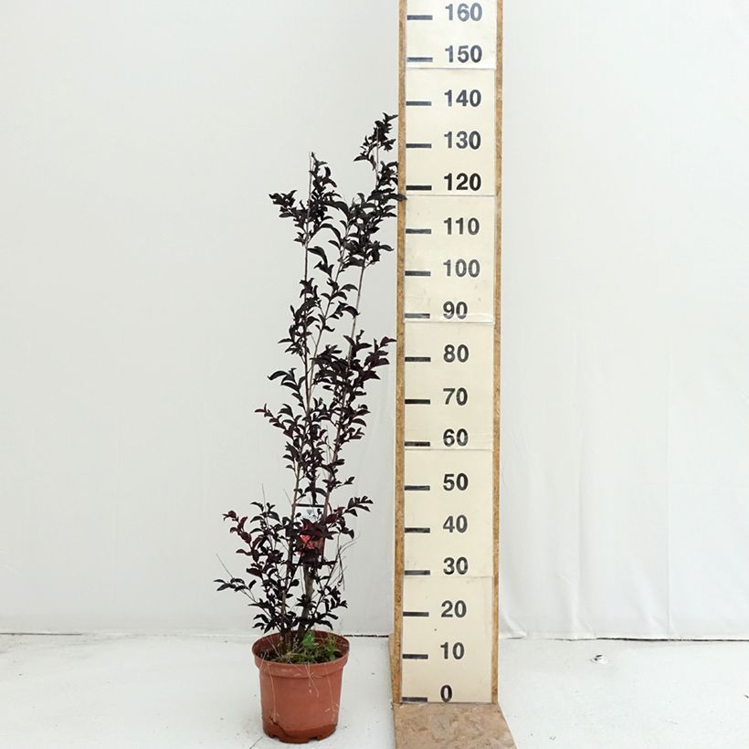 Ejemplar de Árbol de Júpiter Black Solitaire Crimson Red - Lagerstroemia indica Maceta 3L/4L entregado en verano