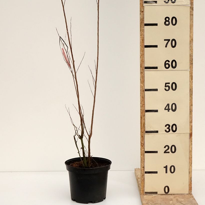 Árbol de Júpiter Black Solitaire Red Hot - Lagerstroemia indica Maceta 4L/5L Ejemplar entregado en invierno