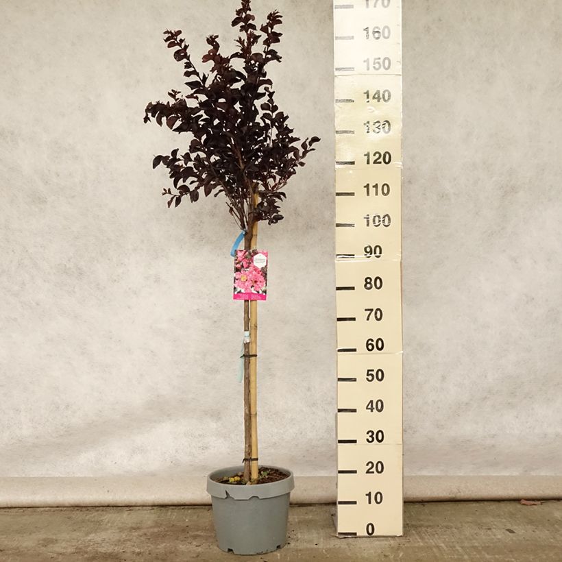 Ejemplar de Árbol de Júpiter Black Solitaire Shell Pink - Lagerstroemia indica Maceta 7,5L/10L entregado en verano