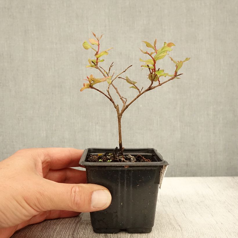 Ejemplar de Árbol de Júpiter Cherry - Lagerstroemia indica Maceta de 8/9 cm entregado en otoño