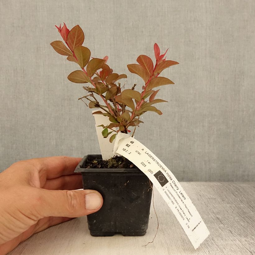 Ejemplar de Árbol de Júpiter Cherry - Lagerstroemia indica Maceta de 8/9 cm entregado en verano