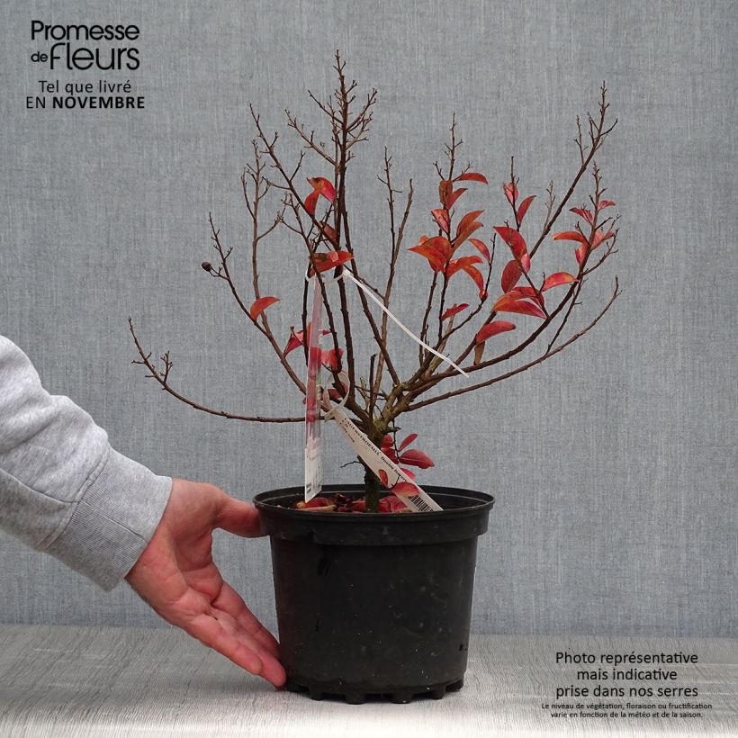Ejemplar de Árbol de Júpiter Play It Again Double Feature - Lagerstroemia indica Maceta 2L/3L entregado en otoño