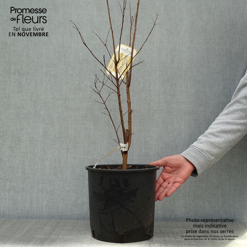 Ejemplar de Árbol de Júpiter Dynamite - Lagerstroemia indica Maceta 7,5L/10L entregado en otoño
