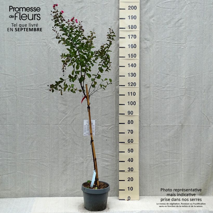 Ejemplar de Árbol de Júpiter Dynamite - Lagerstroemia indica Maceta 7,5L/10L entregado en otoño