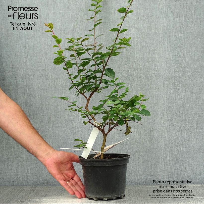 Ejemplar de Árbol de Júpiter Jacqueline Desmartis - Lagerstroemia indica Maceta 3L/4LAltura de entrega aprox. 20/30cm entregado en verano