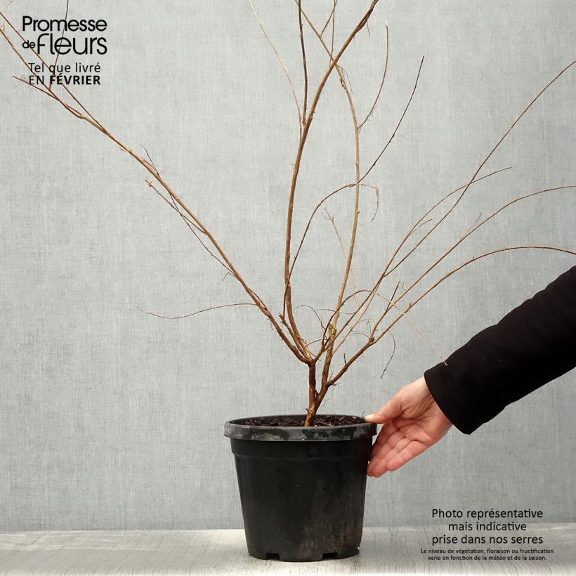 Árbol de Júpiter Nivea - Lagerstroemia indica Maceta 6L/7LAltura de entrega aprox. 40/60cm Ejemplar entregado en invierno