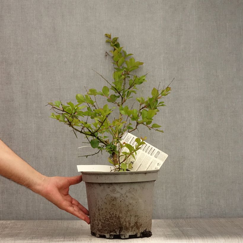 Ejemplar de Árbol de Júpiter Pecharmant - Lagerstroemia indica Maceta 7,5L/10L entregado en verano