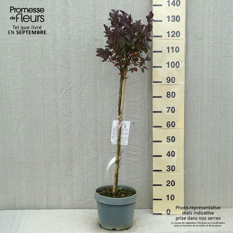 Ejemplar de Árbol de Júpiter Pink Velours - Lagerstroemia indica Maceta 7,5L/10L entregado en verano
