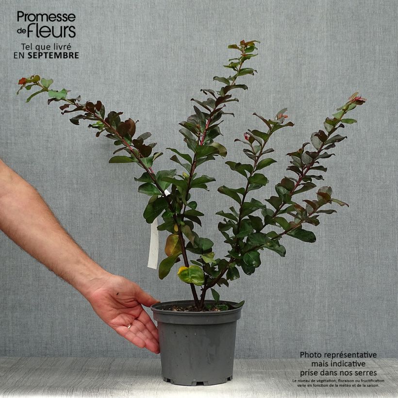 Ejemplar de Árbol de Júpiter Pink Velours - Lagerstroemia indica Maceta 3L/4L entregado en otoño
