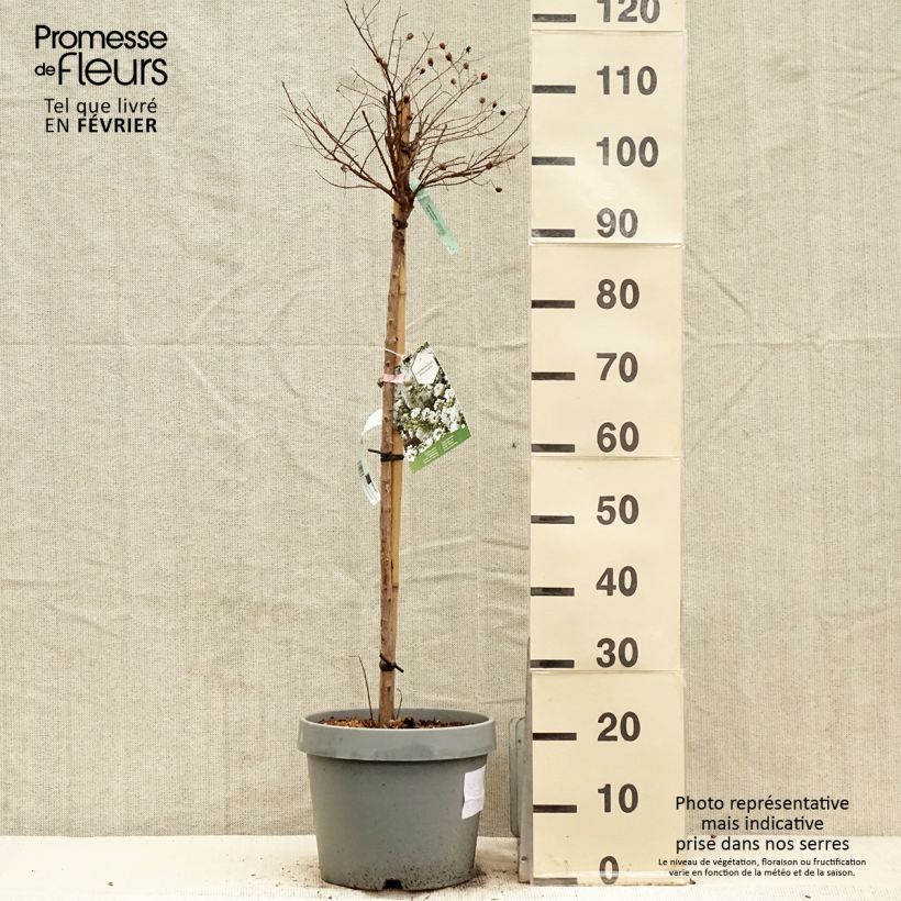 Árbol de Júpiter Pixie White - Lagerstroemia indica Maceta 7,5L/10L Ejemplar entregado en invierno